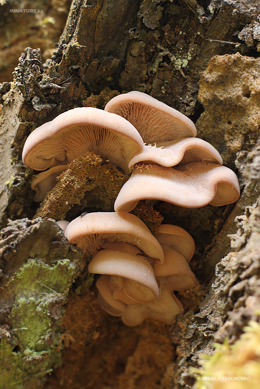 lentinus-vulpinus_01.jpg