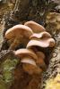 lentinus-vulpinus_01_t1.jpg