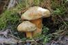 paxillus-involutus_01_t1.jpg