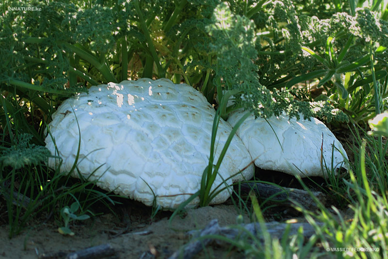 pleurotus-eryngii-ferulae_01.jpg