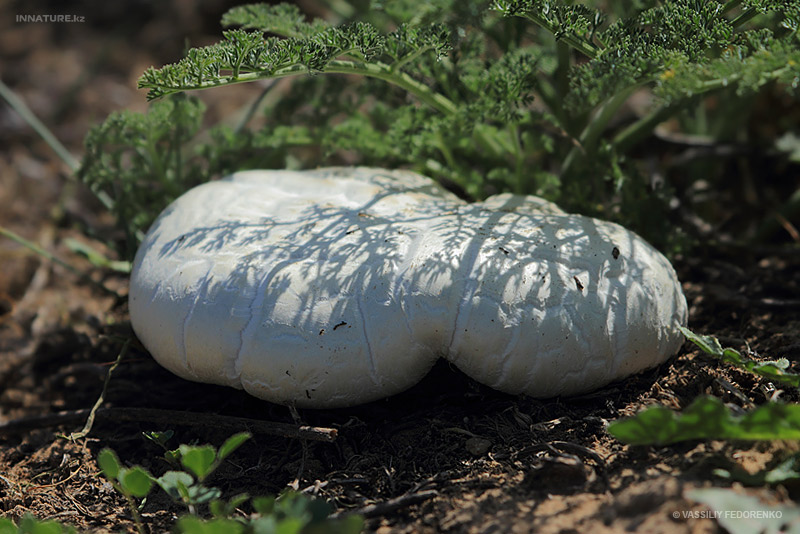 pleurotus-eryngii-ferulae_02.jpg