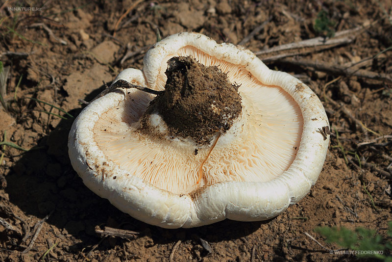 pleurotus-eryngii-ferulae_03.jpg