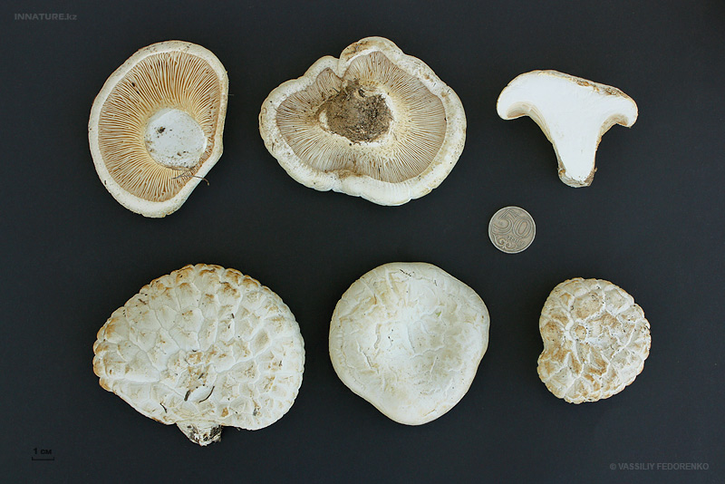 pleurotus-eryngii-var.-ferulae_01.jpg