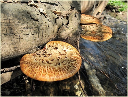 polyporus_squamosus.jpg