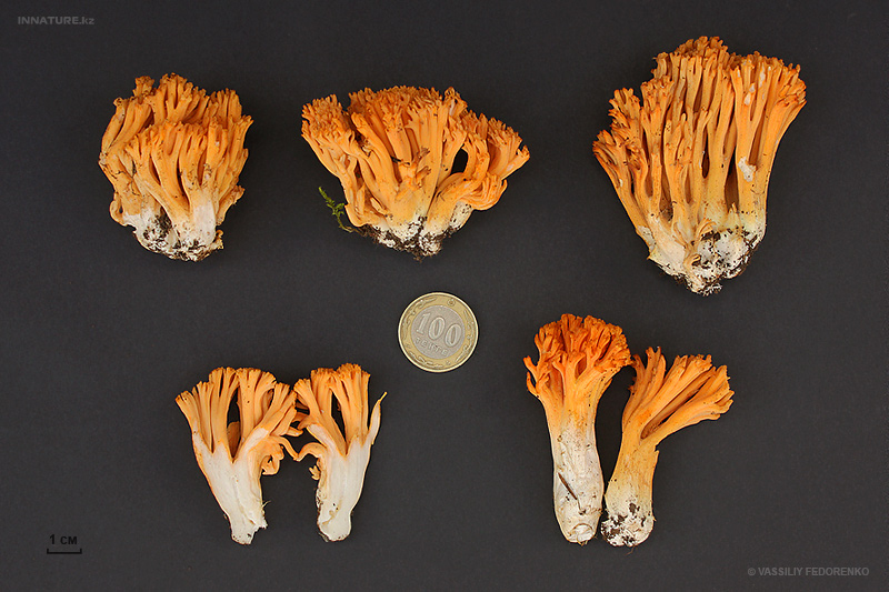 ramaria_02.jpg