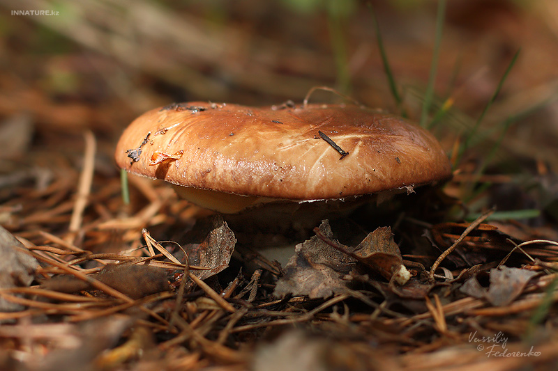 suillus-luteus_01.jpg