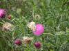 dscn9434_t1.jpg