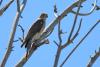 accipiter-badius_01_t1.jpg