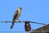 accipiter-badius_01_t1_1.jpg