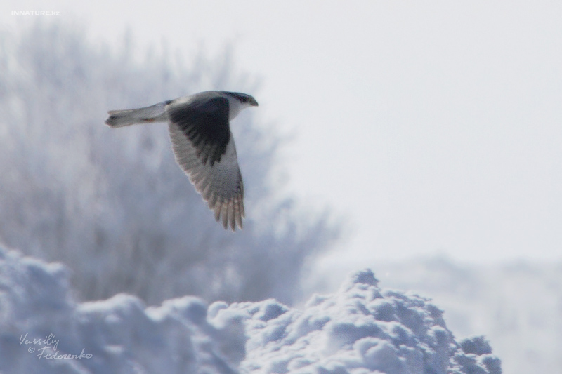 accipiter-gentilis_01.jpg
