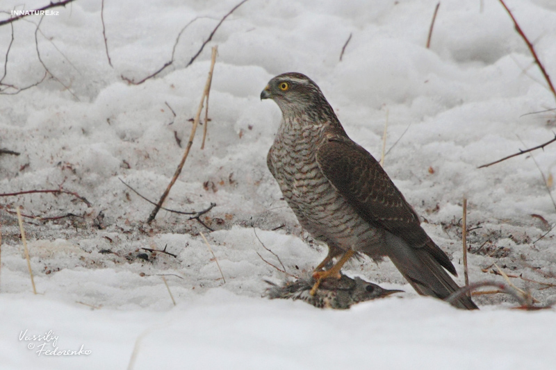 accipiter-nisus_01_1.jpg