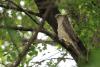 accipiter-nisus_02_t1_1.jpg