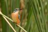 alcedo-atthis_01_t1.jpg