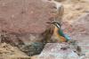 alcedo-atthis_02_t1.jpg