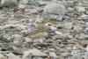 anthus-campestris_01_t1_1.jpg