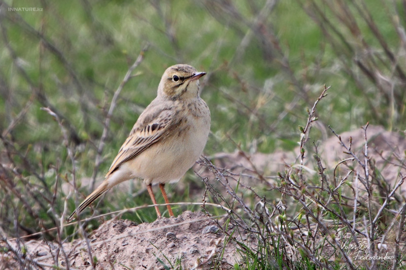 anthus-campestris_02.jpg
