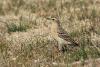 anthus-spinoletta_01_t1.jpg