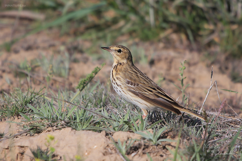 anthus-trivialis_01.jpg