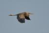 ardea-purpurea_01_t1.jpg