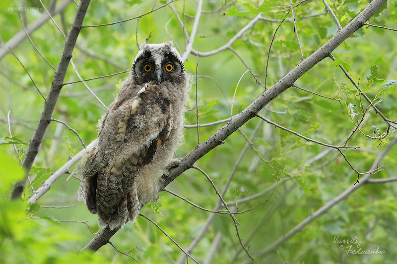 asio-otus_04.jpg