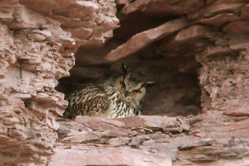 bubo-bubo_01_1.jpg