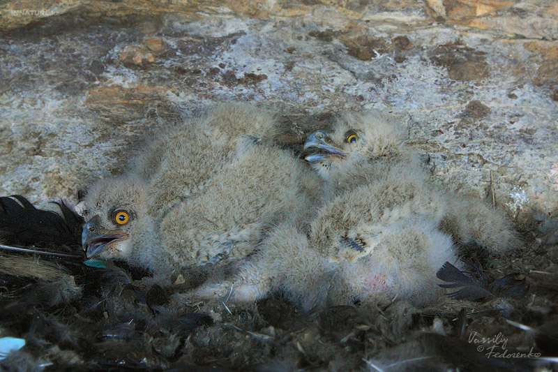 bubo_bubo_01.jpg