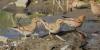 bucanetes-mongolicus_01_t1.jpg