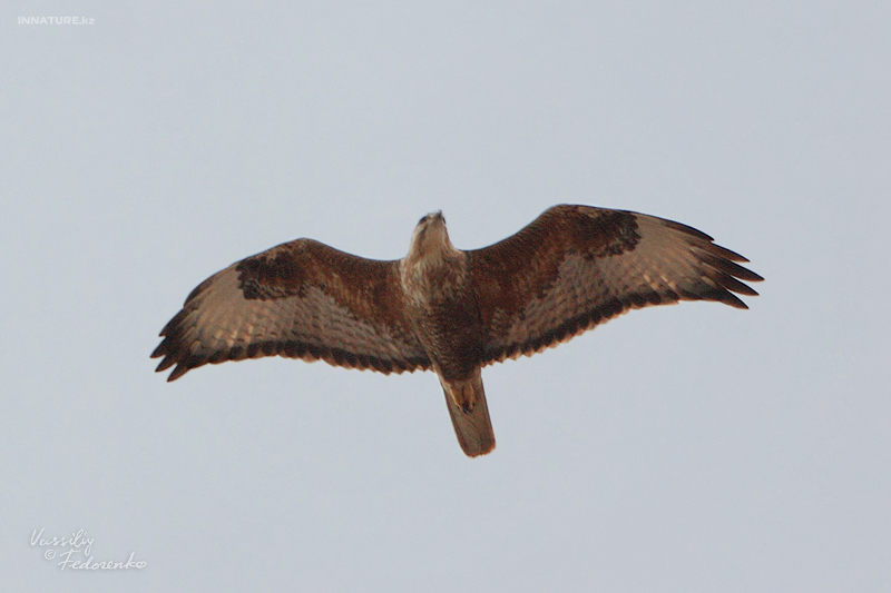 buteo-japonicus_01_1.jpg