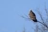 buteo-lagopus_02_t1.jpg