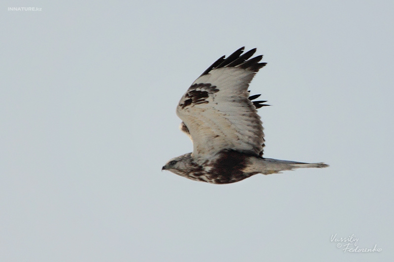 buteo-logopus_01.jpg