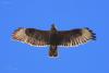 buteo-montanus_01_t1.jpg