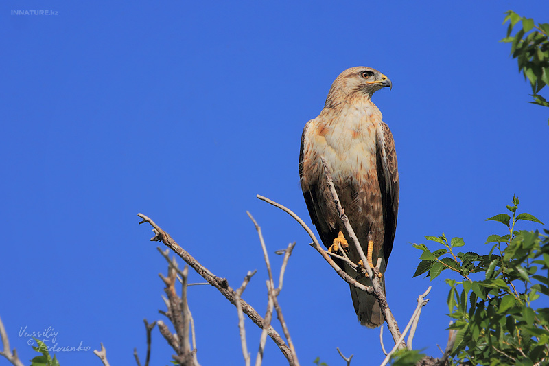 buteo-rufinus_01_1.jpg