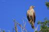 buteo-rufinus_01_t1_1.jpg
