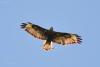 buteo-rufinus_01_t1_2.jpg