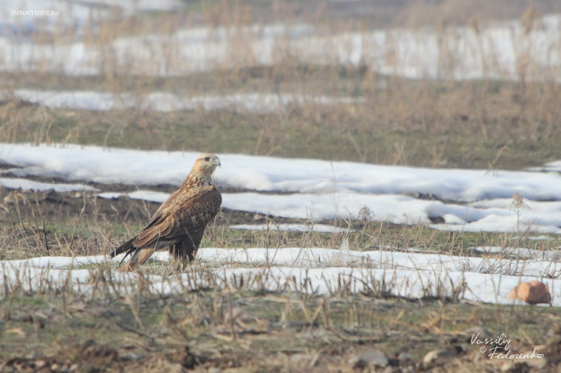 buteo-rufinus_02.jpg