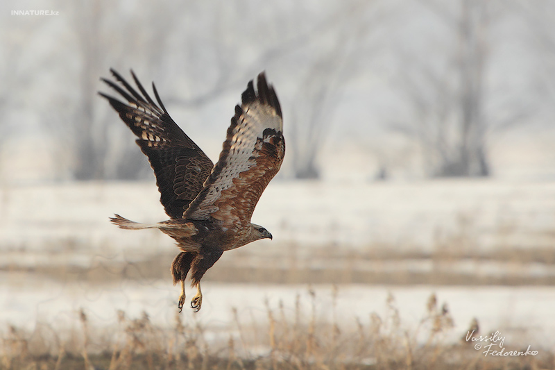 buteo-rufinus_03.jpg