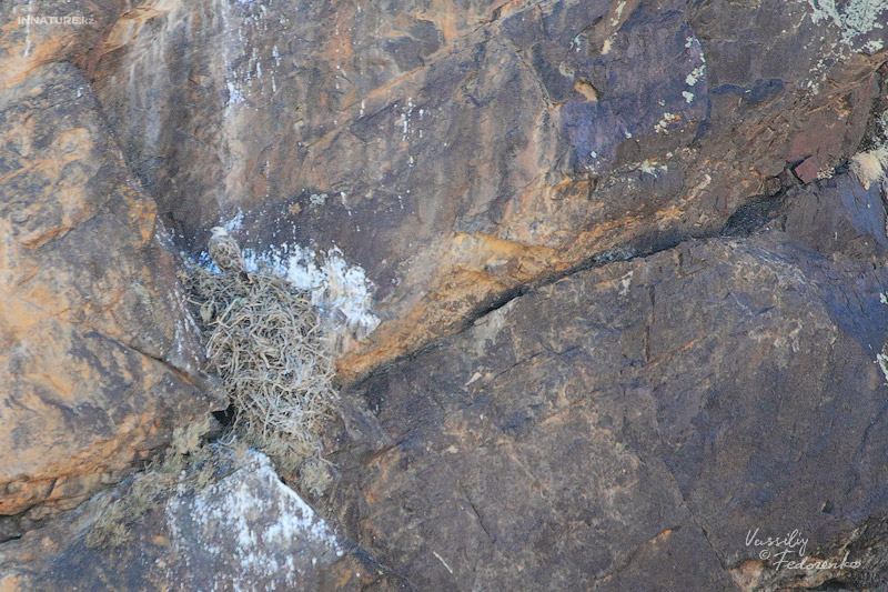 buteo-rufinus_03_1.jpg