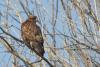 buteo_japonicus_01_t1.jpg