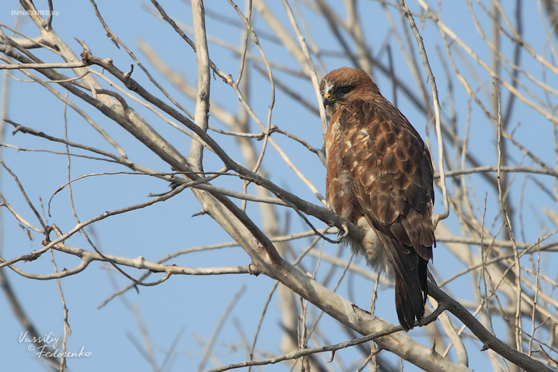 buteo_japonicus_02.jpg