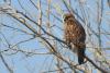 buteo_japonicus_02_t1.jpg