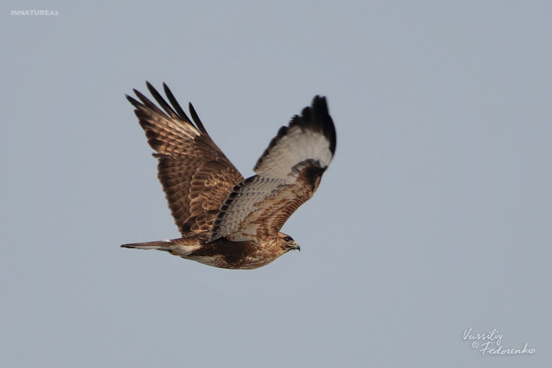 buteo_japonicus_03.jpg