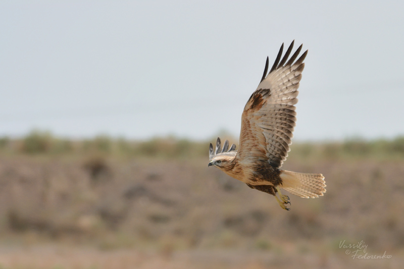 buteo_rufinus.jpg
