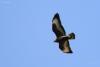 buteo_t1.jpg