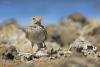 calandrella-rufescens_01_t1.jpg
