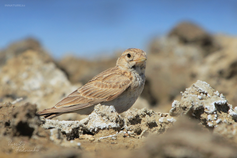 calandrella-rufescens_02.jpg