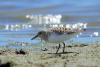 calidris-alba_01_t1.jpg