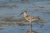 calidris-ferruginea_01_t1.jpg