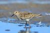 calidris-temminckii_01_t1.jpg