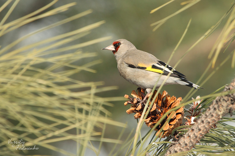 carduelis-caniceps_01.jpg