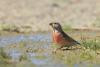 carduelis-cannabina_01_t1.jpg